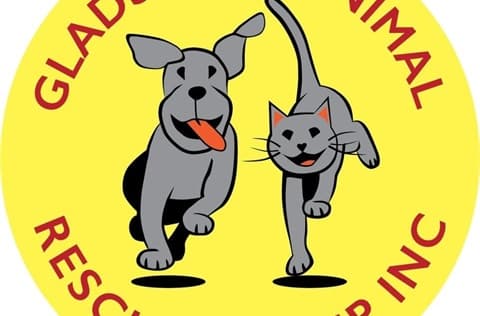 Cat adoption day