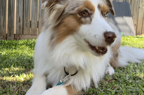 Discount Microchipping Day