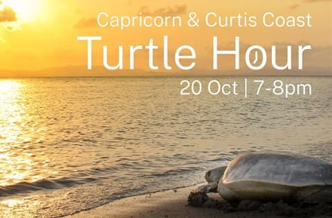 Capricorn and Curtis Coast Turtle Hour
