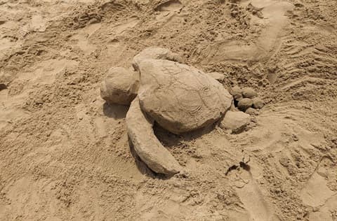 ACF Gladstone sand sculpture contest